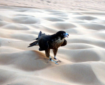 Dubai Wüste 7 Falke